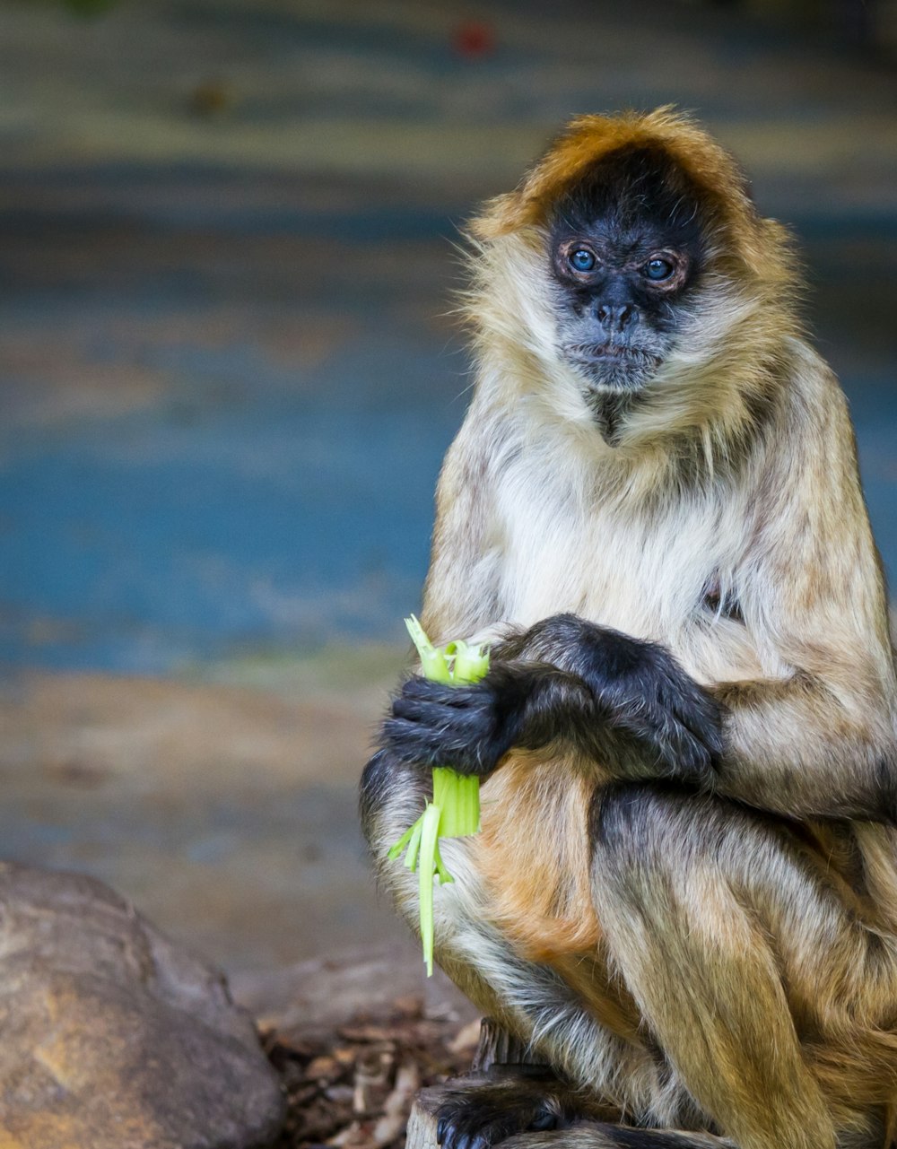 brown monkey eating vegetable