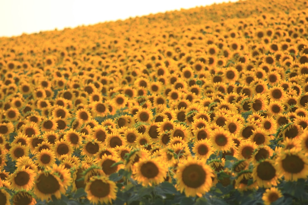 champ de tournesol pendant la journée