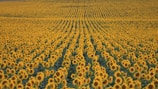 sunflower fields