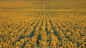 sunflower fields