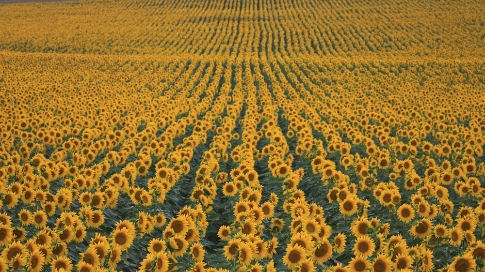 Sonnenblumenfelder