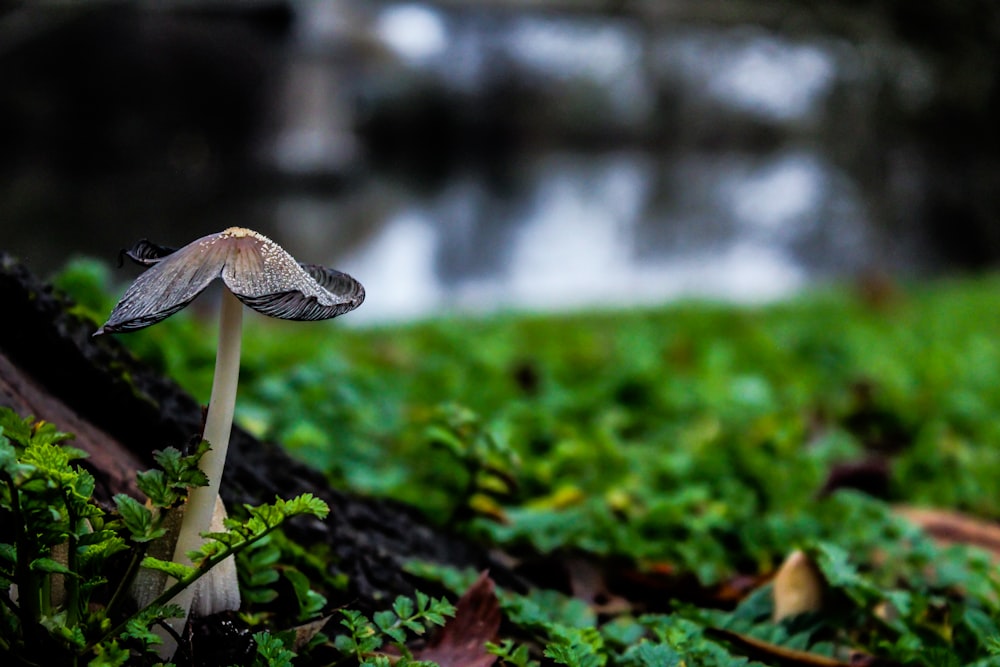 black and brown mushroom beside grass