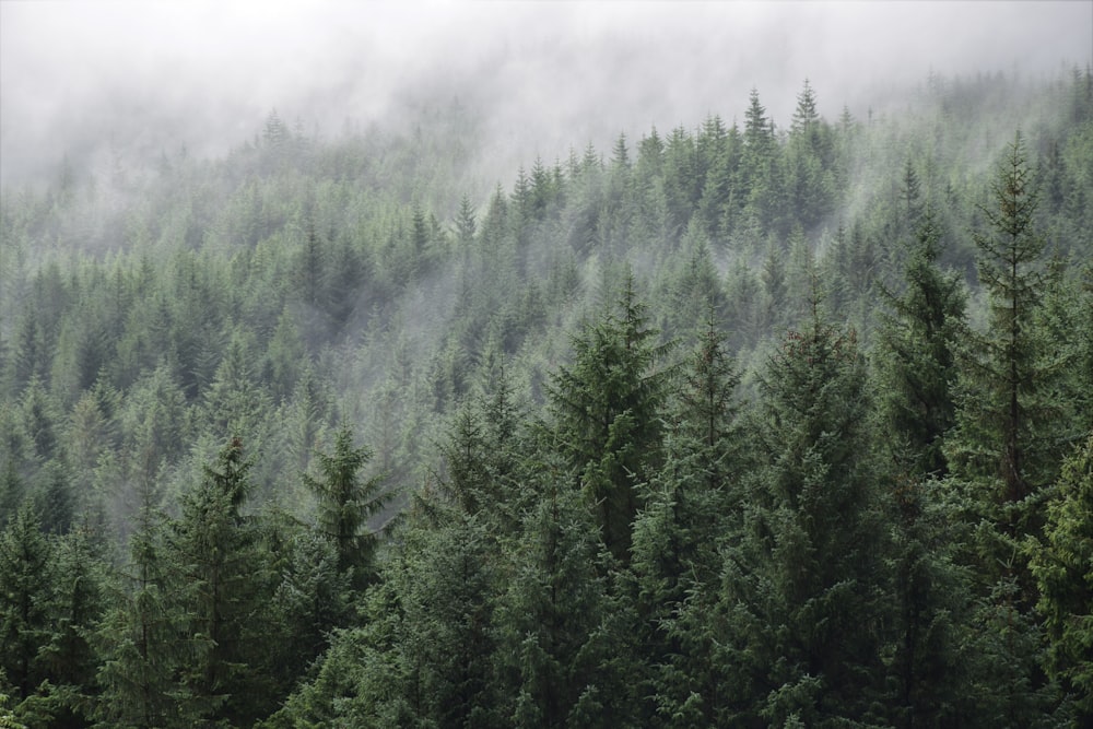 aerial photography of forest