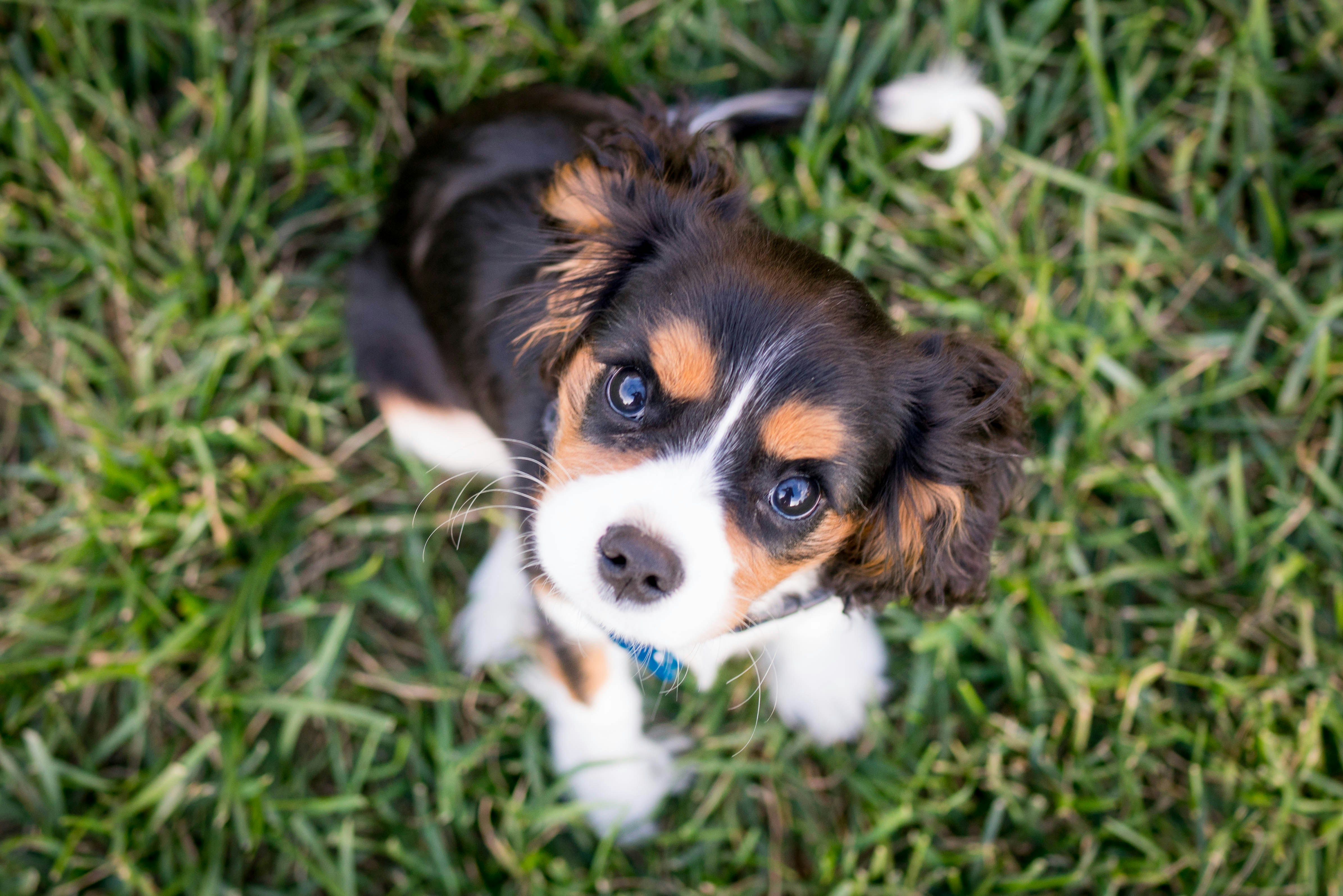 cavalier king charles spaniel british dogs