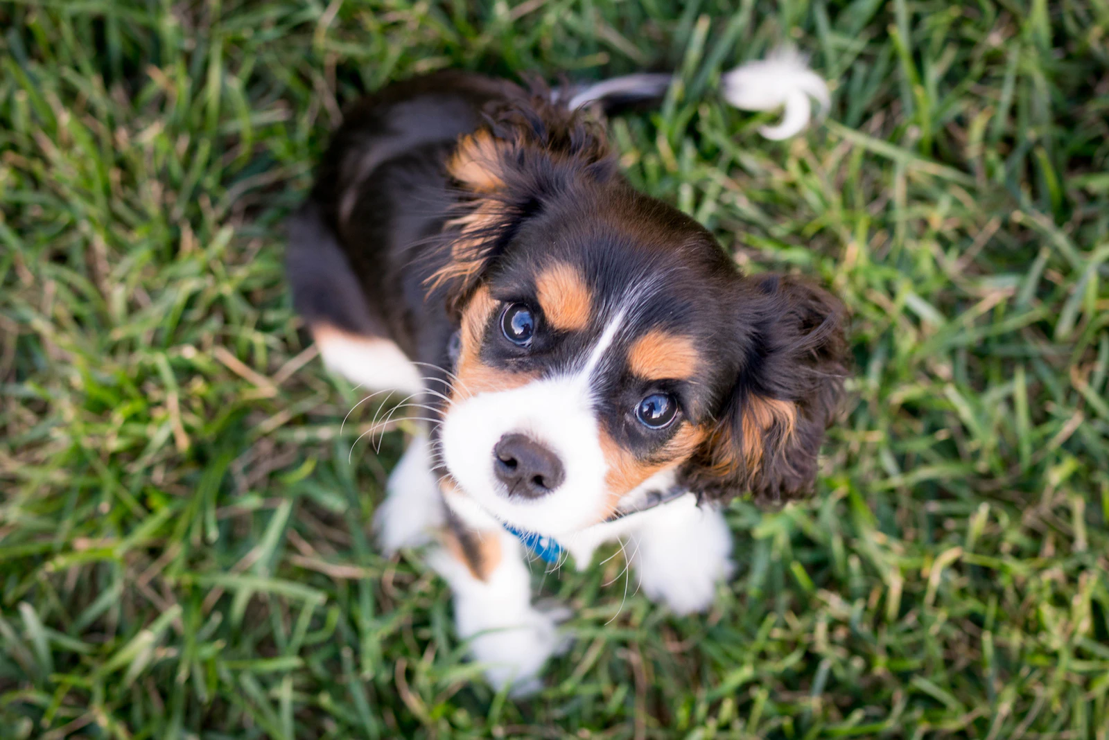 Chiot assis dans l’herbe levant les yeux vers l’objectif