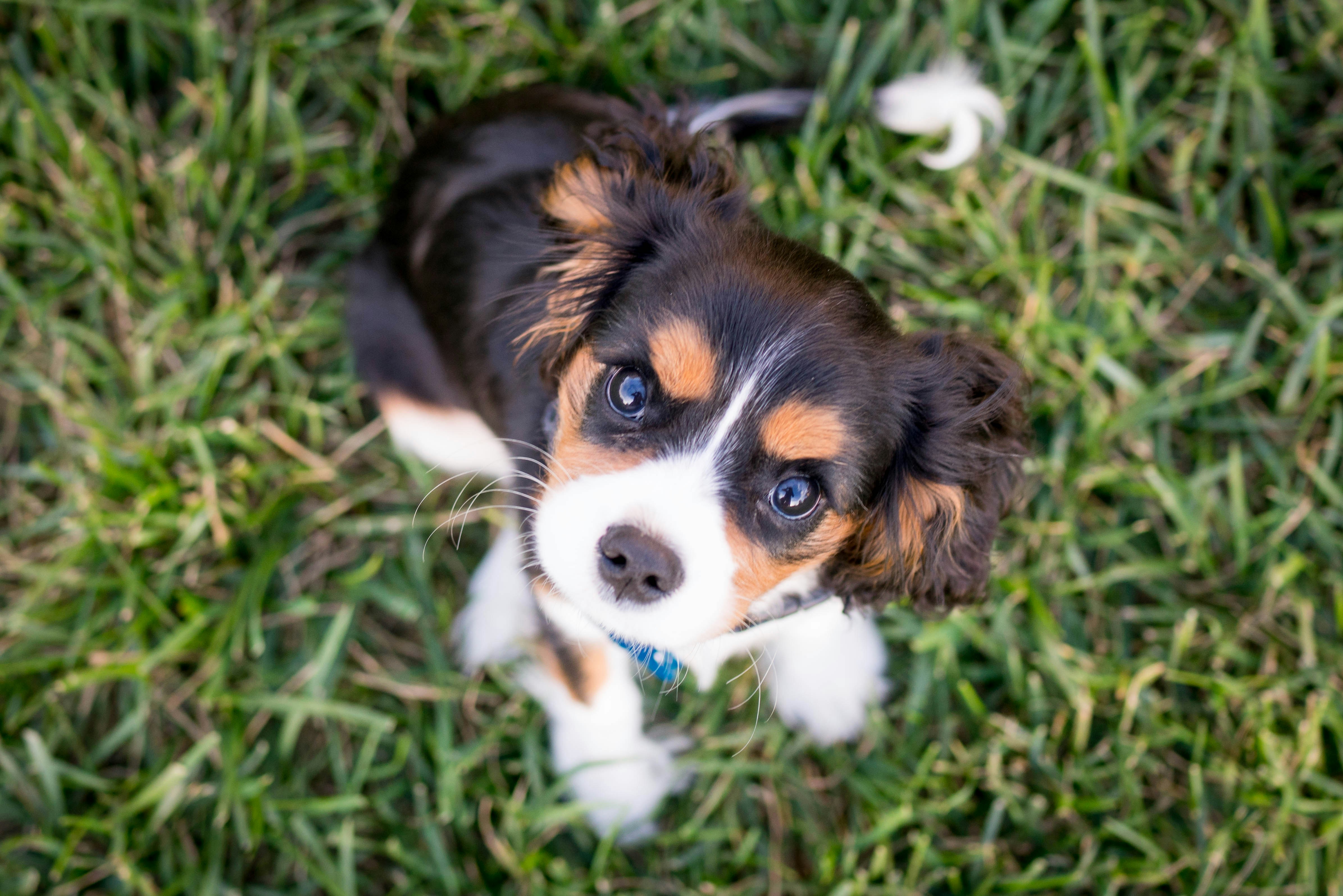 How To Stop Puppies From Vomiting After Hydration