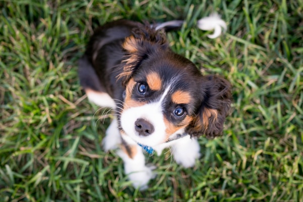The Joys and Challenges of Adopting an Abandoned Puppy