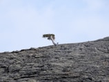 A lone tree growing through cracks in a rocky landscape, standing strong amid adversity.