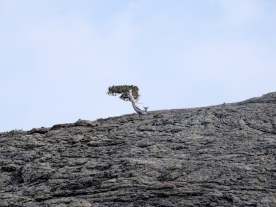 A lone tree growing through cracks in a rocky landscape, standing strong amid adversity.