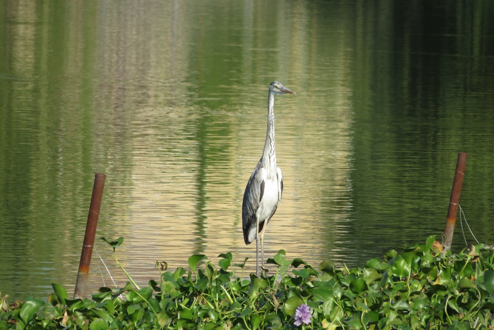 white and gray bird in body of water