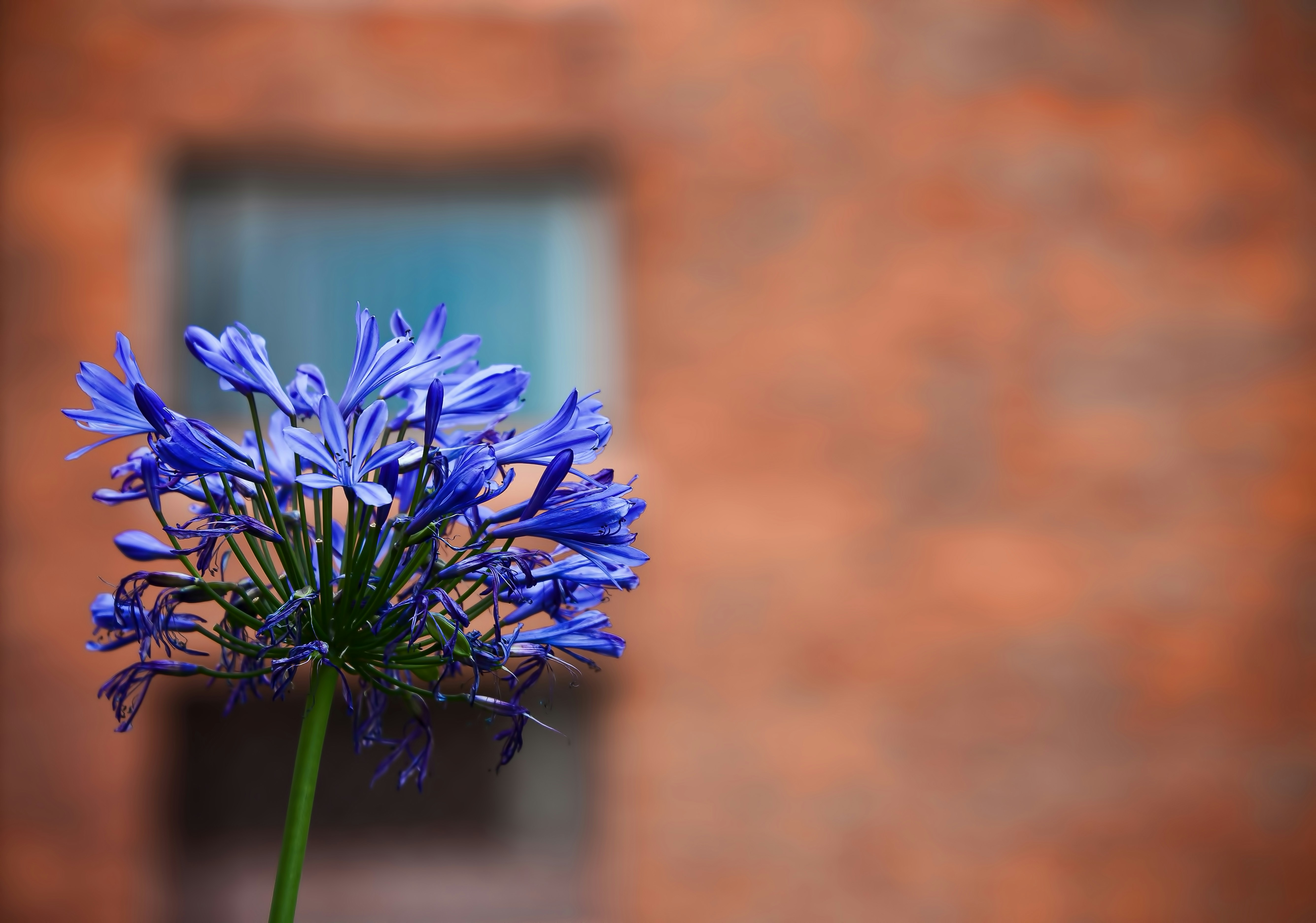 The lonely flower