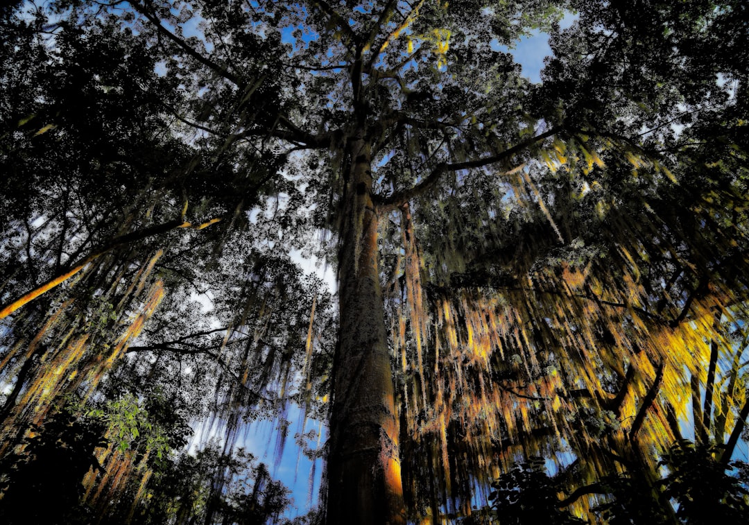 photo of San Gil Forest near Páramo