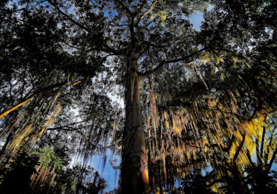 low-angle photography of trees in San Gil Colombia