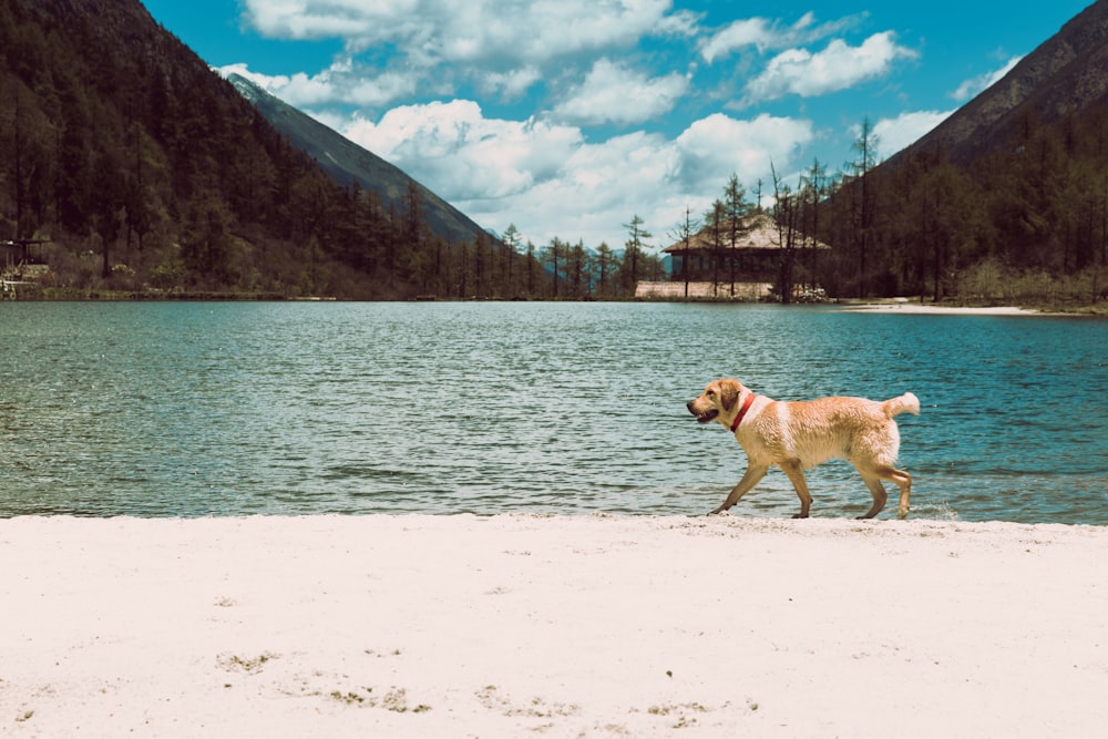 brown dog walking beside shore