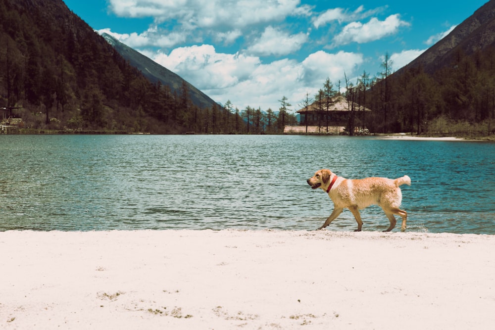 brauner Hund, der am Ufer spazieren geht