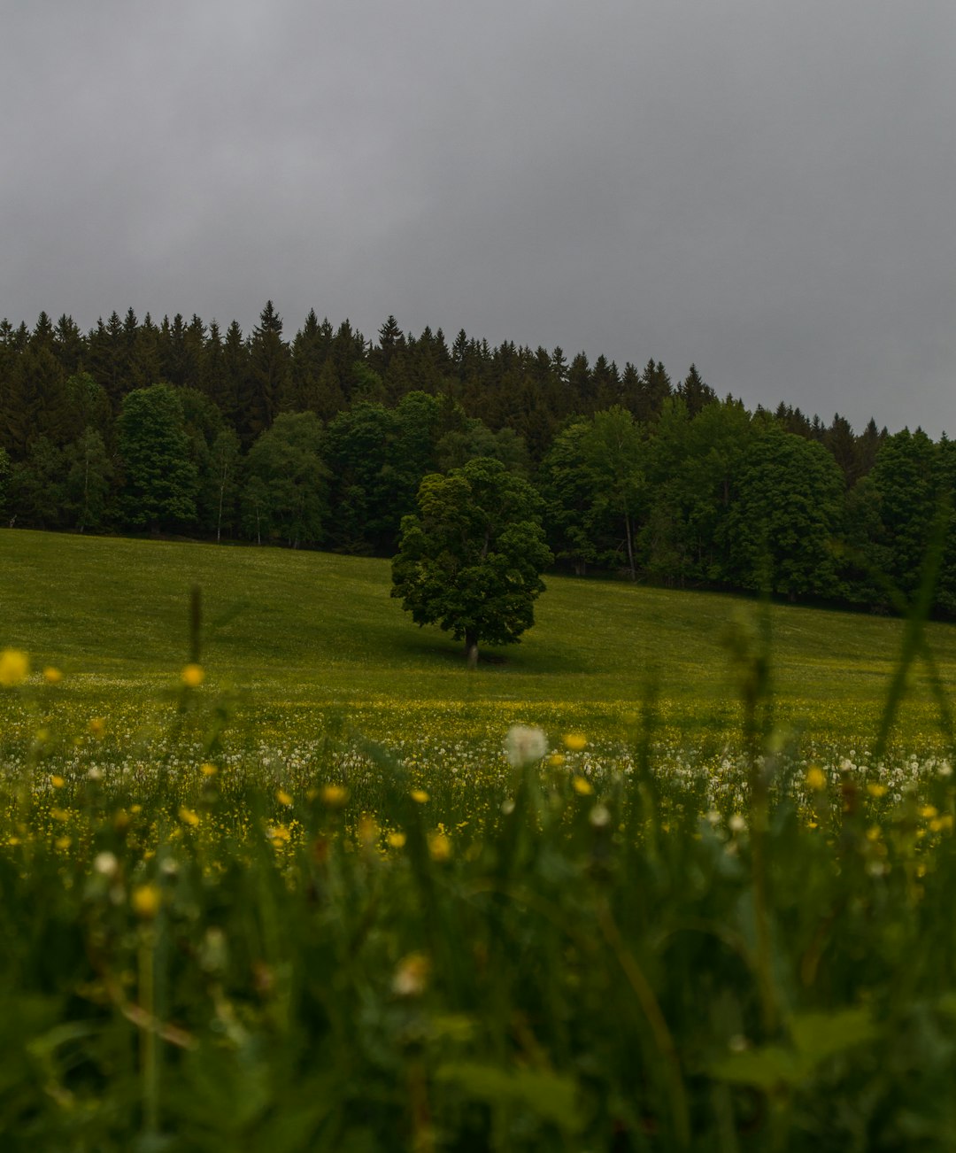 Natural landscape photo spot Šumava National Park Czech Republic