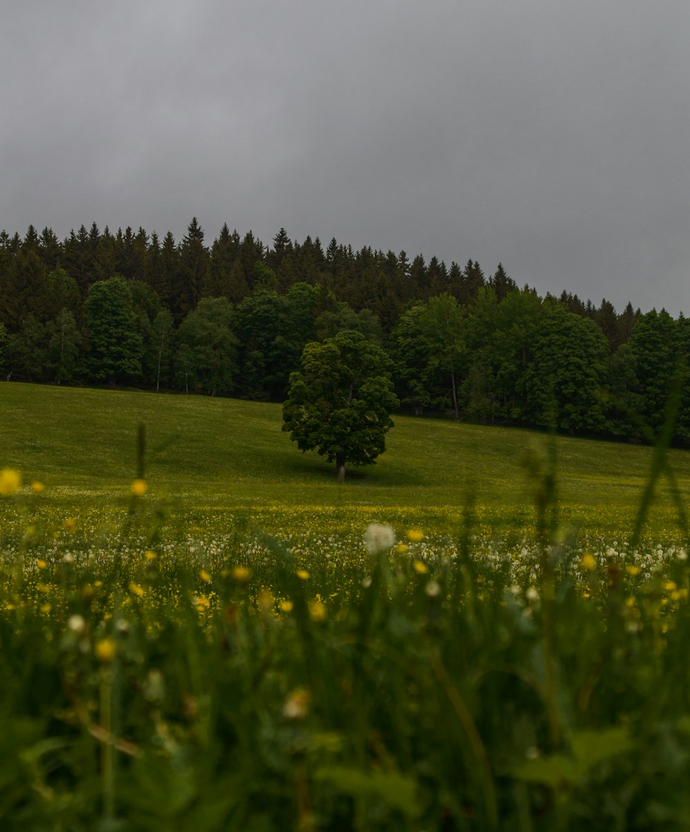 tree on grass field