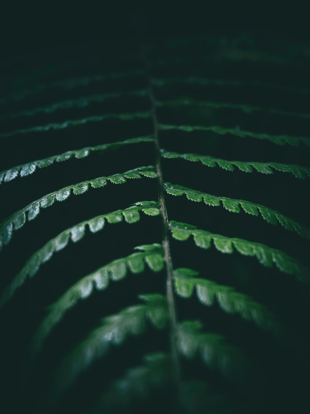 green leaves