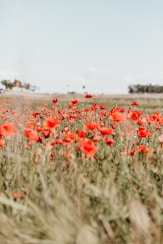 red poppy flowers field blooming at daytime
