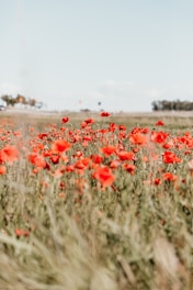 red poppy flowers field blooming at daytime