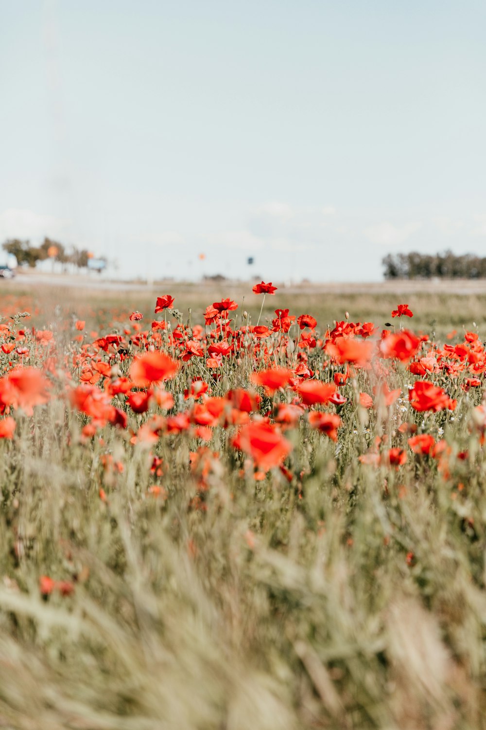 rotes Mohnblumenfeld, das tagsüber blüht