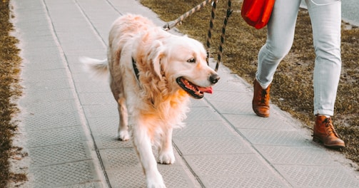 person walking beside Golden retriever on the street