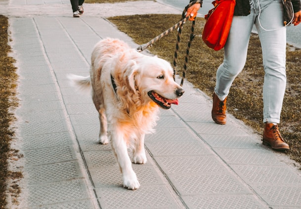 A cheerful dog walker strolling through a sunny Uptown New Orleans street with a happy golden retriever.