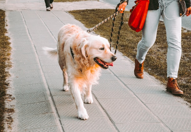 A golden retriever is being walked by a person along a paved sidewalk. The dog appears happy with its tongue out, while the person is wearing jeans, brown boots, and carrying a red shoulder bag. The surrounding area is a mix of grass and pavement.