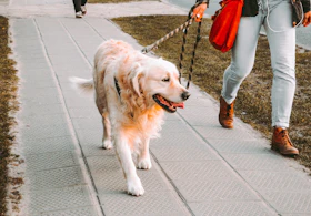 Paseando con su golden retriever