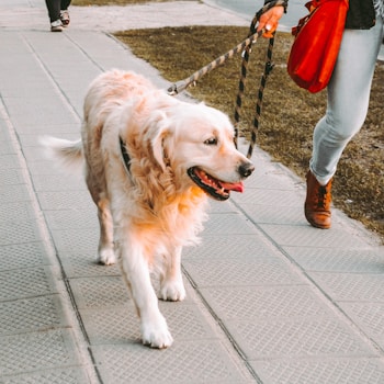 person walking beside Golden retriever on the street