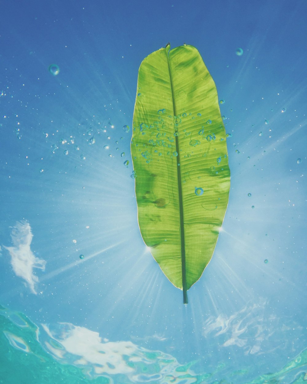 banana leaf with sun rays digital wallpaper