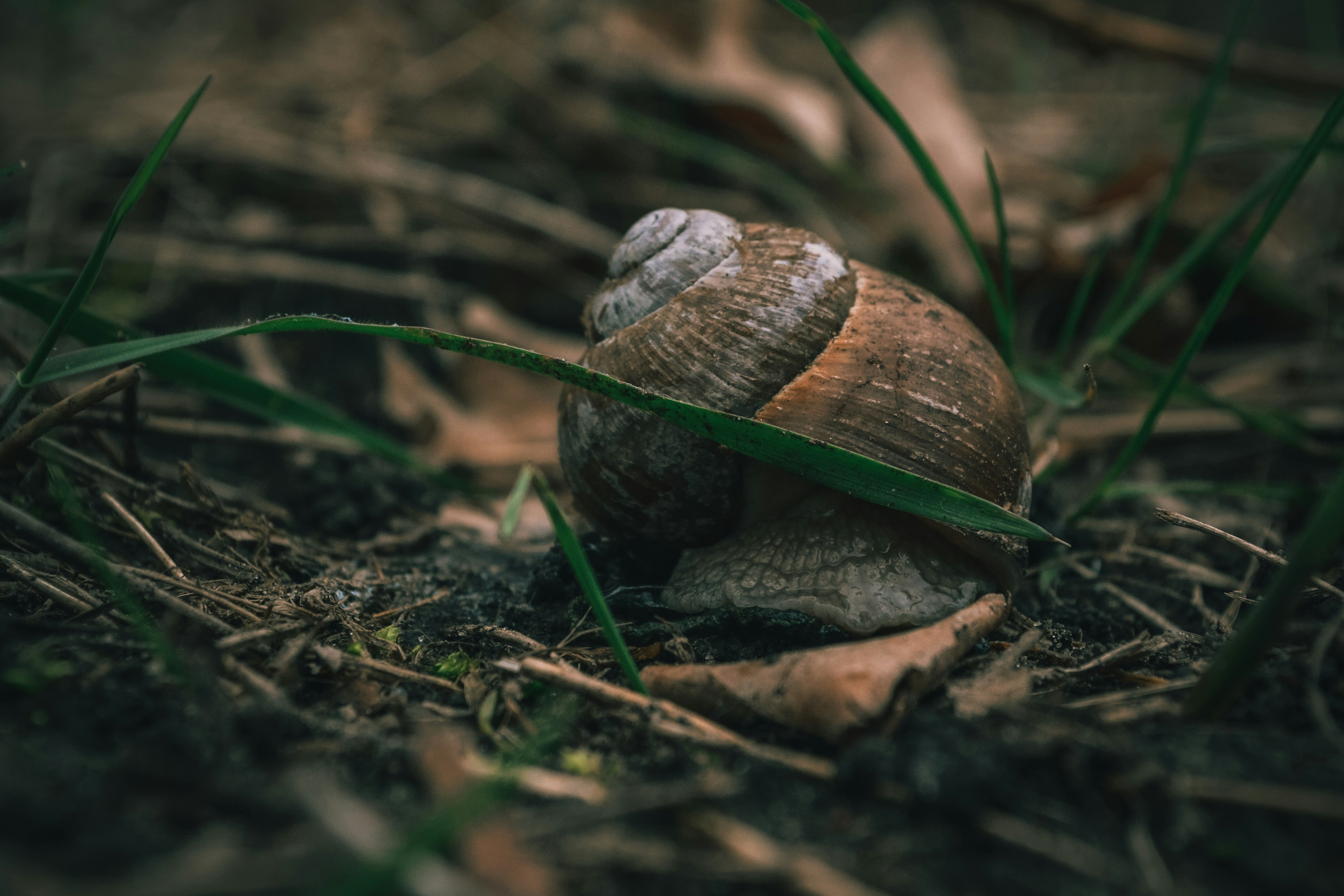 snail on ground surrounded by grass