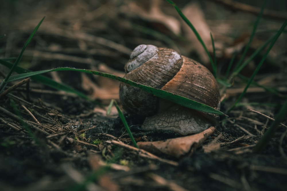 caracol no chão cercado por grama