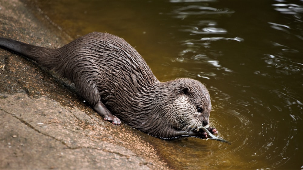 beaver on body of water