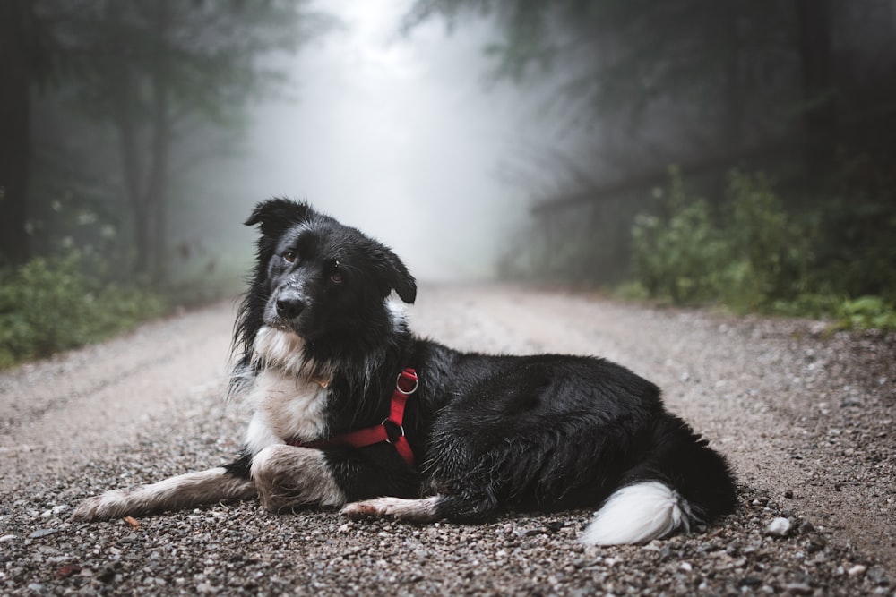 black dog lying on the road