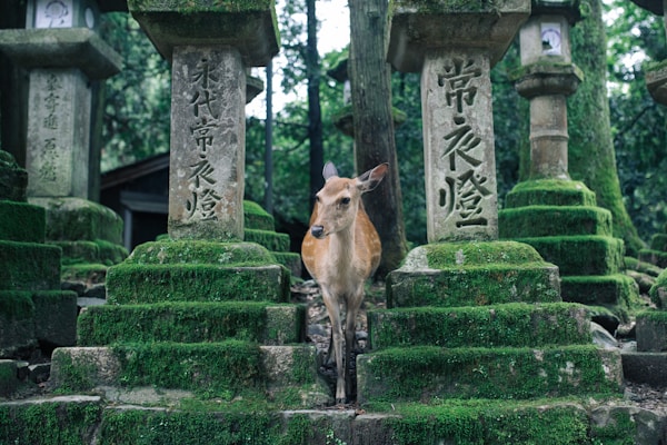 What to See in Nara: Travel Guide