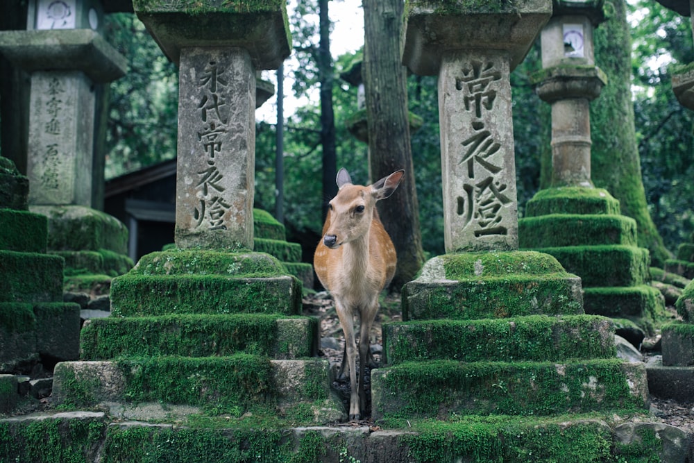 deer in between posts