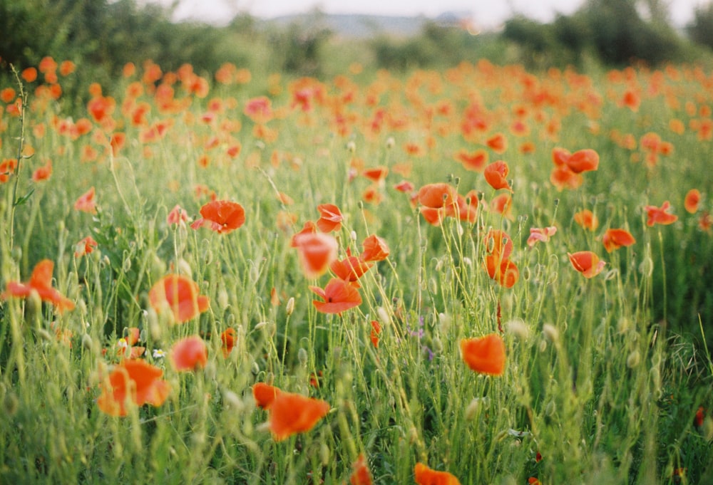 flores de pétalos rojos