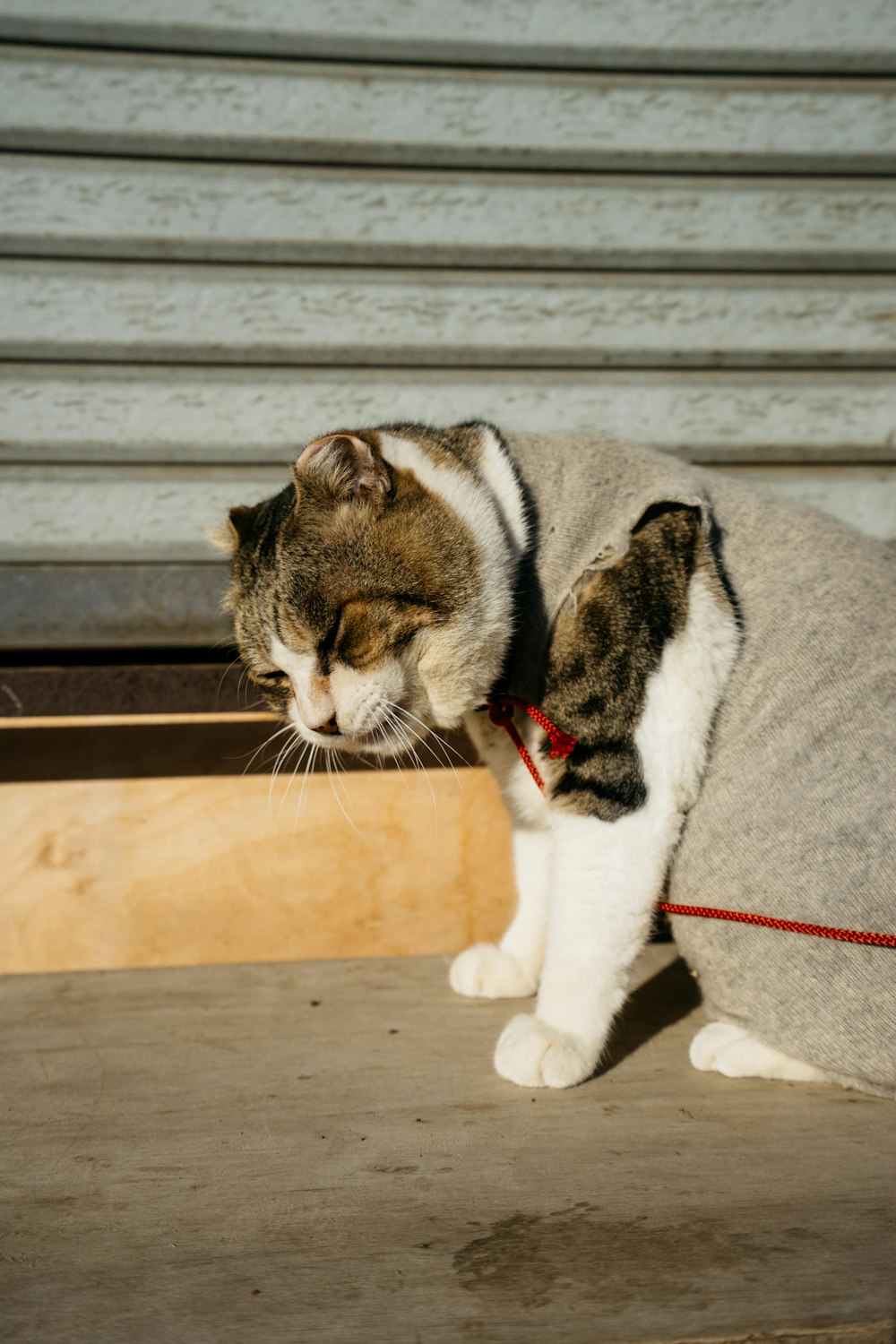 gray and white cat wearing gray apparel sitting near gray wooden wall