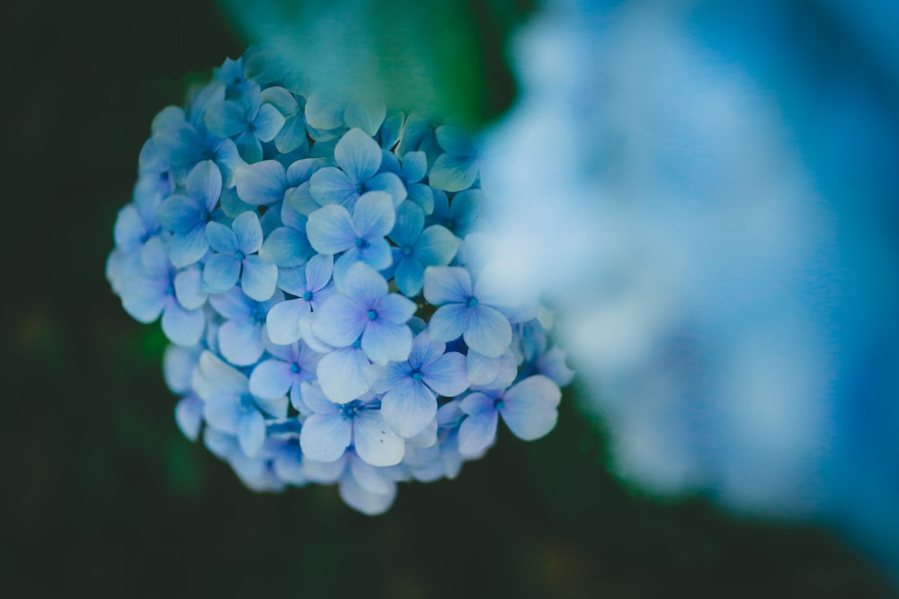 Foto a fuoco selettivo di ortensie blu