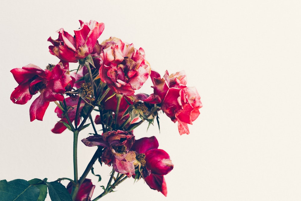 pink and white roses in vase