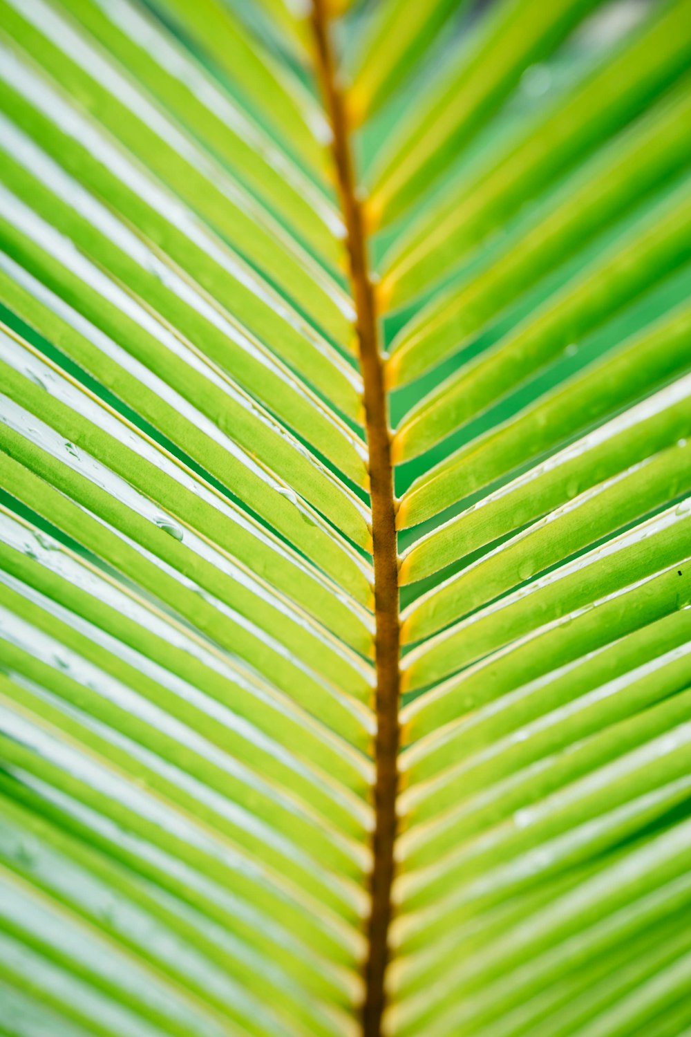 green linear leaf plant