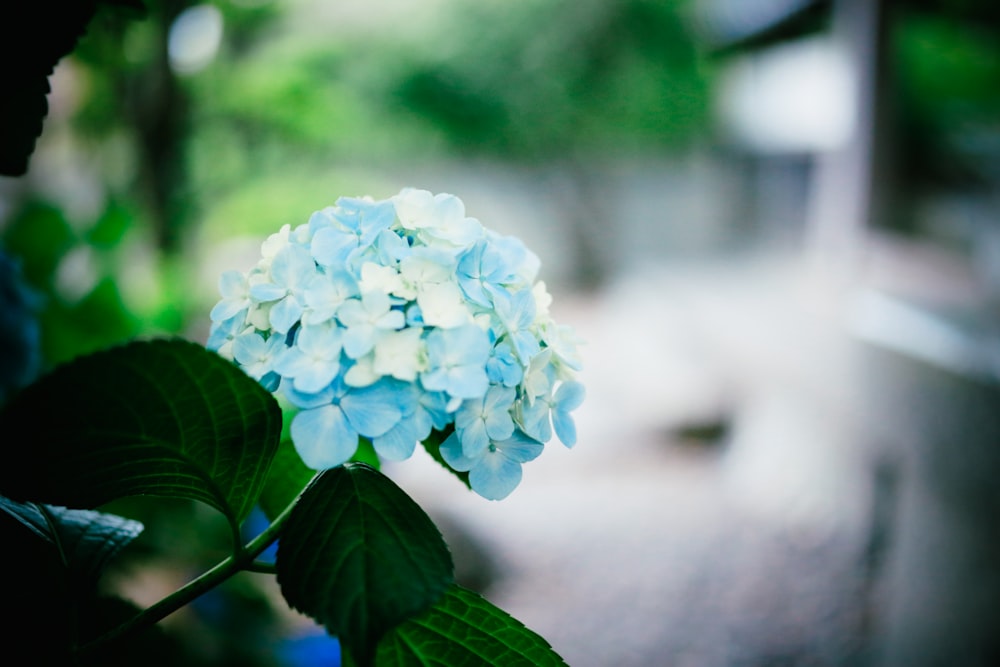 blue petaled flower selective photography