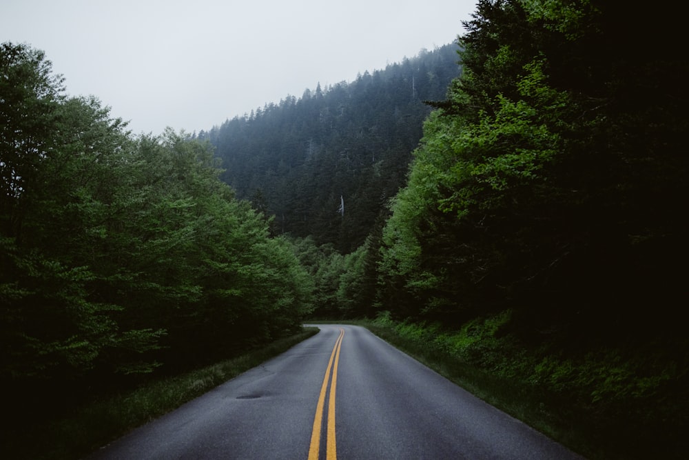 empty road between trees