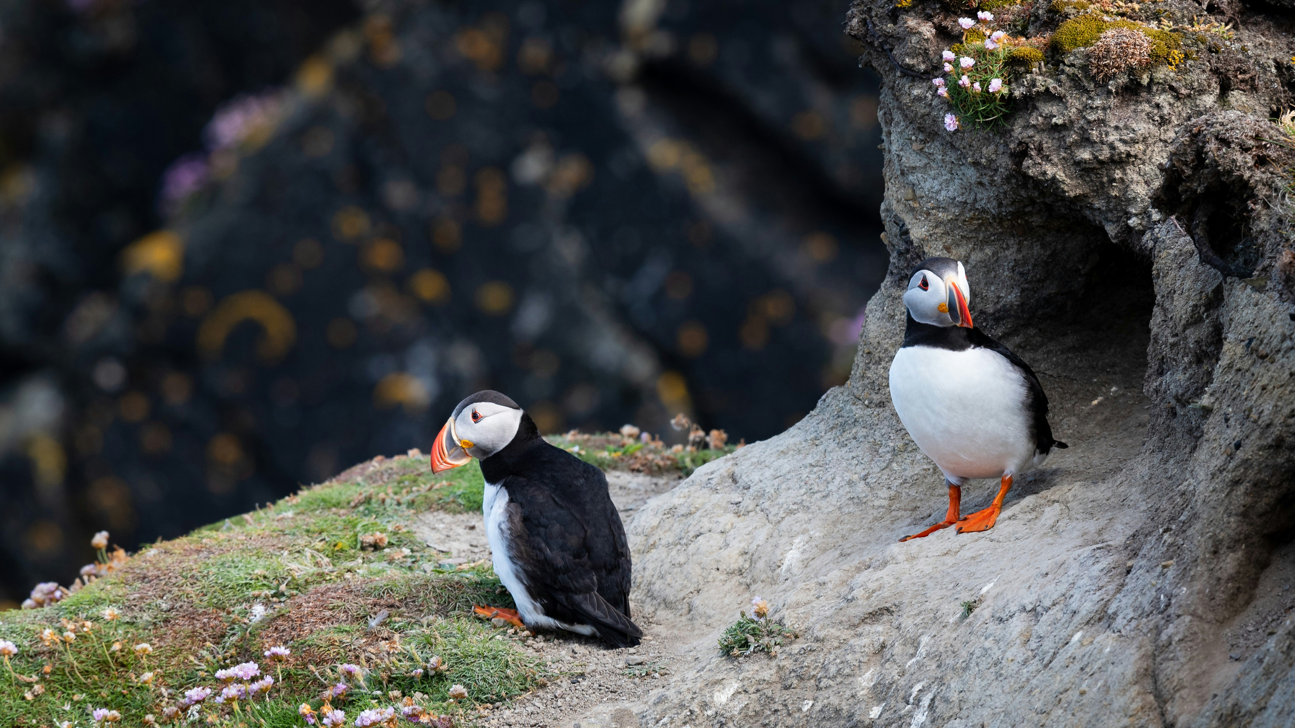 selective focus photograph of two puffin birds