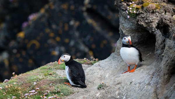 Two puffins on a cliff ledge — Shetland, United Kingdom