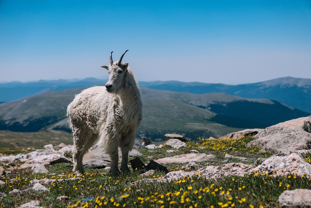 a mountain goat standing on top of a grass covered hillside