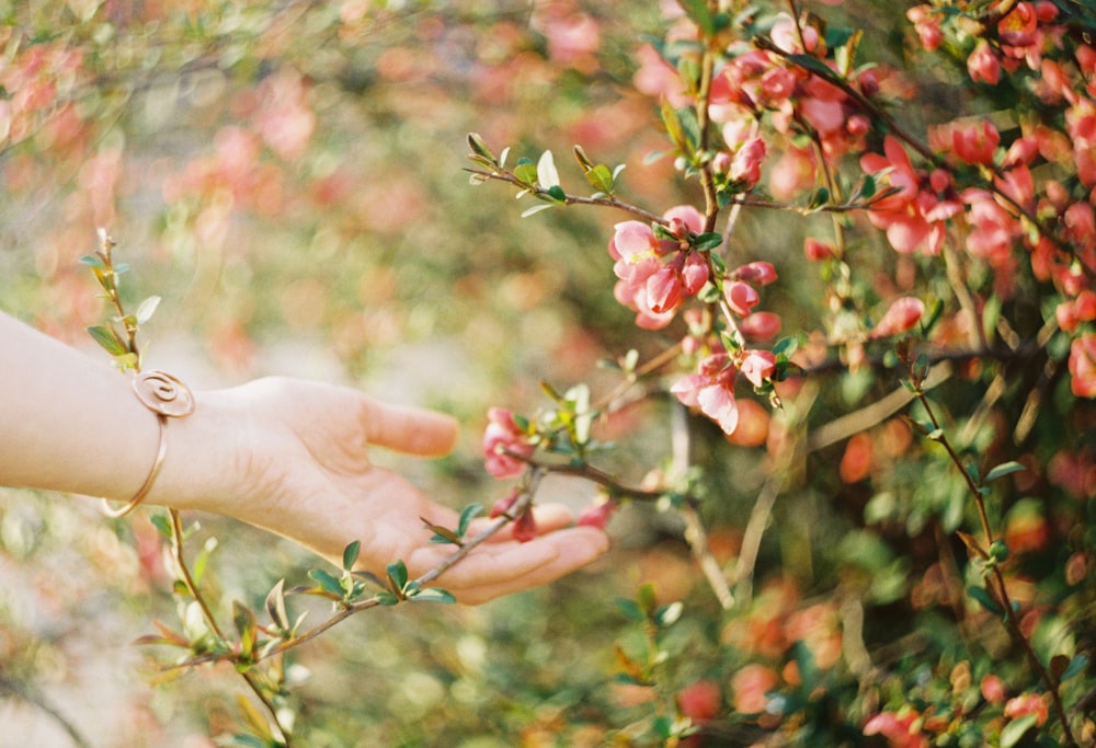 person holding pink flower