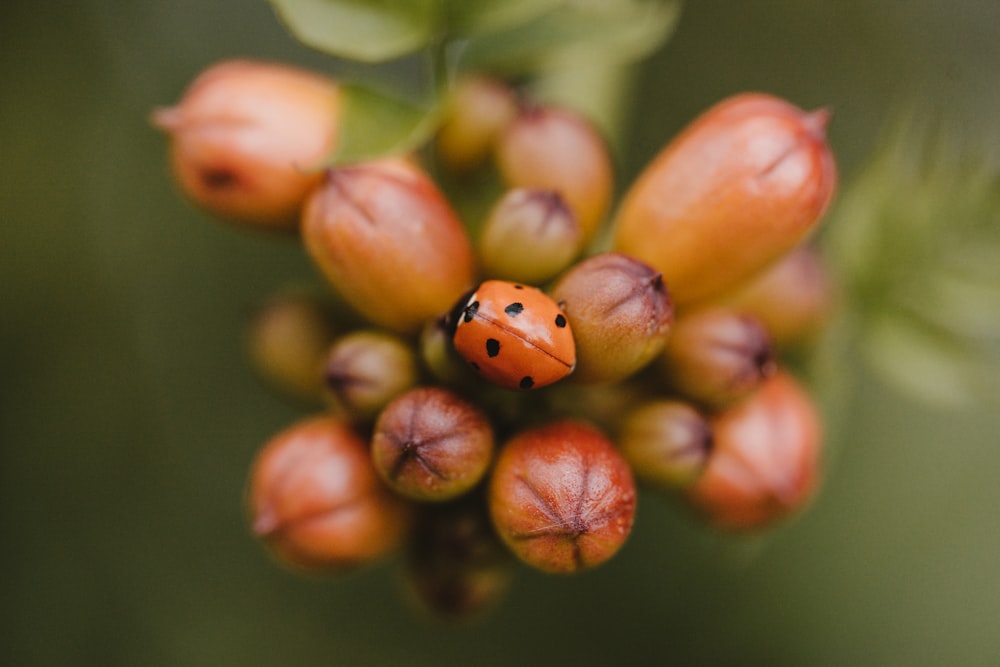 bunch of fruits