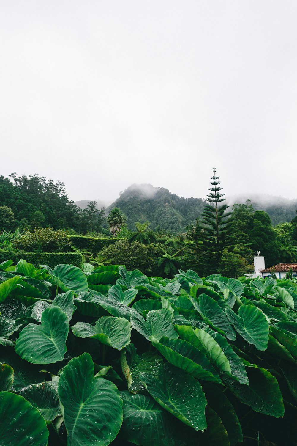 green plants on mountain during daytime